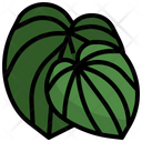 Peperromia Plant Botanic Icon