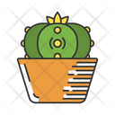 Peyote Cactus In Pot Icon