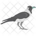 African Bird Bird Corvus Albus Icon