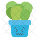 Pig Ear Cactus Succulent Plant Cactus Icon