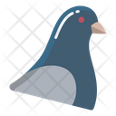 Pigeon Dove Peace Icon