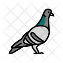 Pigeon Bird Animal Icon