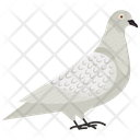 Pigeon Columbidae Specie Icon