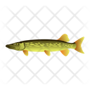 Pike Fish Icon
