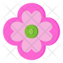 Pink Buttercup Icon