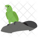 Pirate Parrot Pirate Bird Cockatoo Icon
