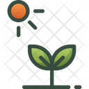 Plant Seeding Photosynthesis Icon