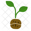 Planting Coffee Tree Icon