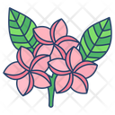 Plumeria Flower Blossom Icon