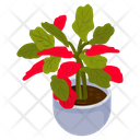 Poinsettia Plant Icon