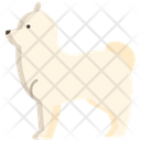 Pomeranian Wild Dog Dog Icon