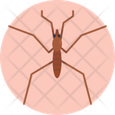 Pond Skater Bugs Insect Icon