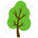 Tree Poplar Cottonwood Icon