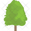 Tree Forestry Poplar Icon