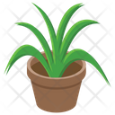 Pot Plant Outdoor Plant Nature Icon