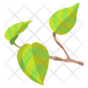 Pothos Leaf Icon