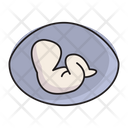 Pregnant Embryo Fetus Icon