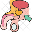 Prostate  Icon