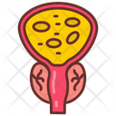Prostate  Icon