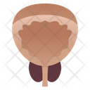 Prostate Gland  Icon
