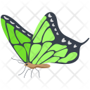 Queen Alexandra Birdwing Butterfly Icon