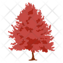 Quercus Palustris Pin Oak Swamp Spanish Oak Icon