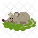 Rat Animal Icon