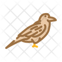 Raven Icon