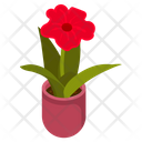 Red Amaryllis Icon