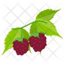 Red Grapes Grapes Berry Fruit Icon