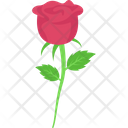 Blossom Red Rose Day Icon