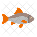 Roach Fish Icon