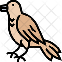 Robin Bird Songbird Icon