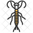 Rock Crawler Insect Icon