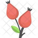 Rose Hips Haw Icon