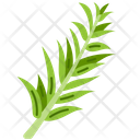 Rosemary Leaves Nature Icon