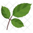 Roure Leaf Icon
