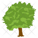 Salix Caprea Wild Tree Shrub Icon