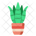 Sansevieria  Icon