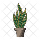 Sansevieria Cactus  Icon
