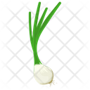 Garlic Sativum Spice Icon