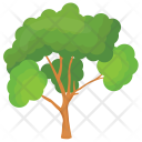 Scots Pine Tree Icon
