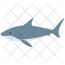 Shark Fish Sea Animal Icon