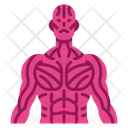 Sinews muscle Icon