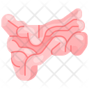 Small Intostine Organ Body Part Icon