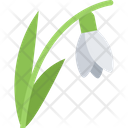 Snowdrop  Icon