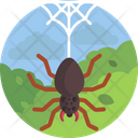 Nature Spider Spider Net Icon