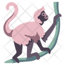 Spider Monkey Icon