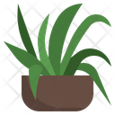 Spider Plant Farming And Gardening Gardening Icon