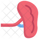 Anatomy Organ Biology Icon